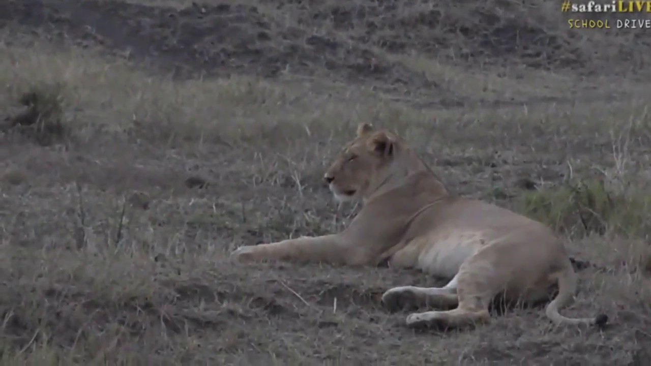 sindile faku Aug 01, 2017 - Sunset-Lions in the Mara (Mogoro Pride-sp) and Scarface Male