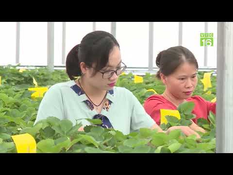 Video TRỒNG DÂU TÂY GIỮA MÙA HÈ TẠI HÀ NỘI THEO CÔNG NGHỆ... - YouTube