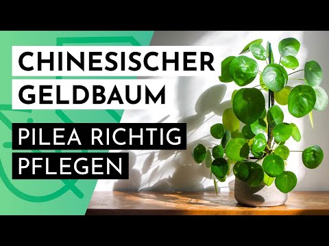 Chinesischer Geldbaum: "Pilea Peperomioides" richtig pflegen - YouTube
