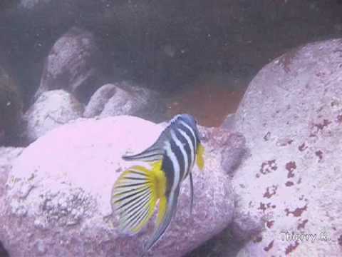 Eastern Blue Devil Fish