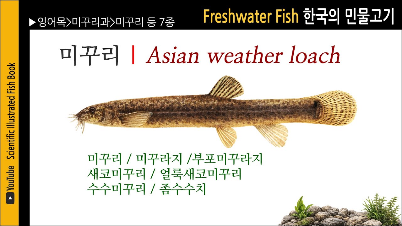 미꾸리과 제4편 | 미꾸리 등 6종 | 민물고기도감
