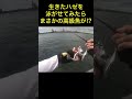 生きたハゼを泳がせると高級魚が釣れた⁉︎