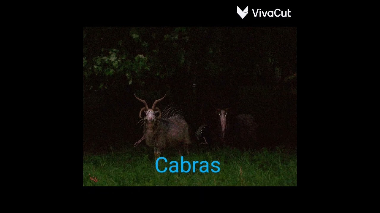 Todos los animales infectados por el virus de unnatural hábitat