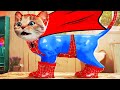 My Favorite Cat Little Kitten Adventure  - Play Fun Cute  #140