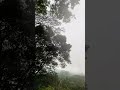 Misty Drive Through Hanthana Mountain Roads | Scenic Tea Estate Views in Kandy