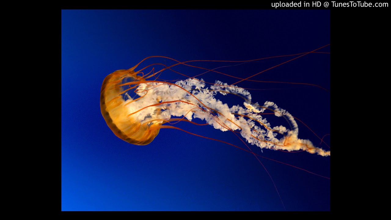 Heridas de c kan letra video editing software free