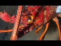 Diving to catch seafood, look how many I caught!！QU074 #diving #fishing #lobster