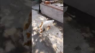 Duel maut, kucing vs angsa 😂 #cats #viral #animals #funny #shorts