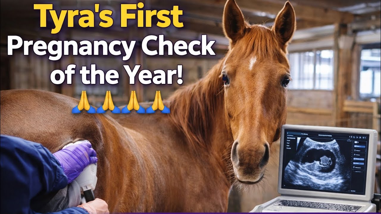 Первое в этом году обследование на беременность Тайры (лошади, любимицы Бумера) 🙏🏼🙏🏼🙏🏼🙏🏼 Публикую...