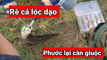 Buổi chiều đi rê cá lóc dạo ở xã Phước Lại, cần giuộc điểm câu đẹp quá dính cá bự / 2023