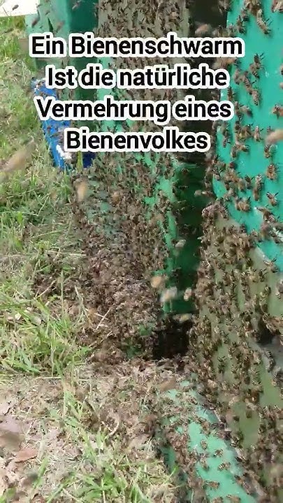 Ein Bienenschwarm im Garten was kann ich tun? shorts bienen garten