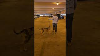 Loose Leash with a Bully XL