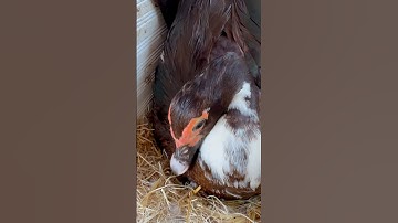 Duck nest short #shorts #duck #duckeggs #nest #hatching