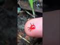 Cute Little Ants Drinking Syrup Together #timelapse #insects #short