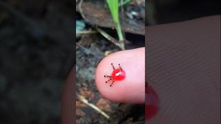 Cute Little Ants Drinking Syrup Together #timelapse #insects #short