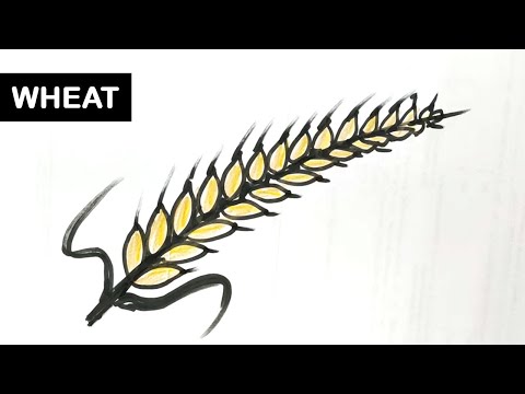 How to draw wheat. Step by step drawing tutorials for kids