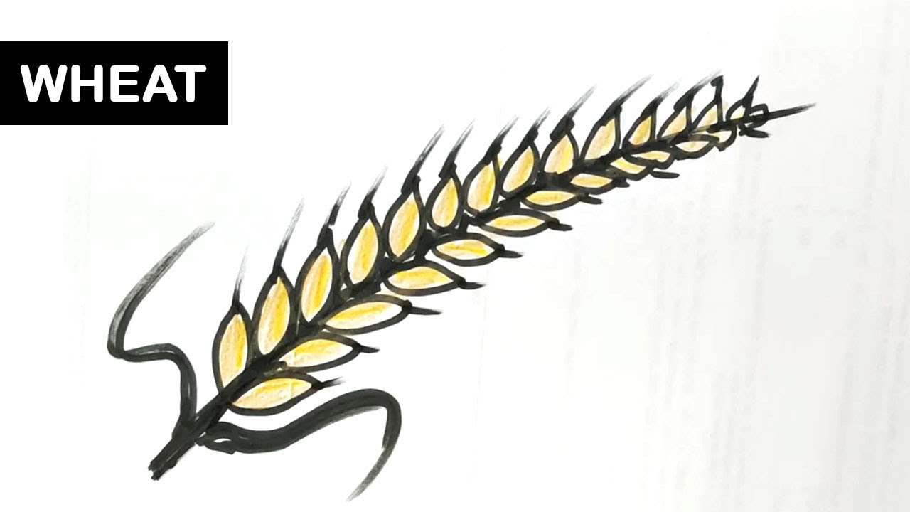 How to draw a sheaf of wheat | How to draw a sheaf of wheat | By Trick &  Tips DrawingFacebook