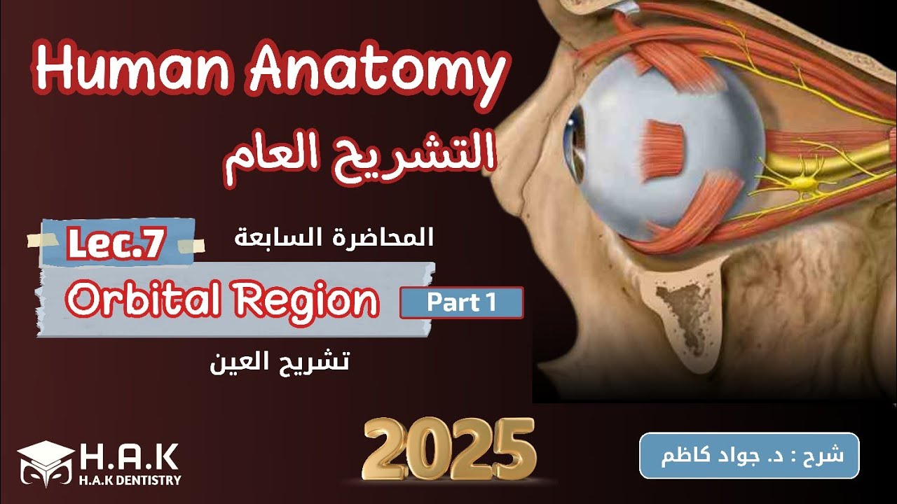 Human Anatomy || Lec.7-part1 || Orbital Cavity || طب أسنان مرحلة أولى