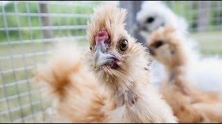 SILKIE CHICKENS 101 | What I Wish I'd Known About Silkies | Backyard Poultry Breeds For Beginners screenshot 3