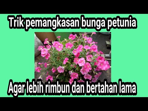 Video: Apakah Petunia Membutuhkan Pemangkasan: Pelajari Kapan Dan Cara Memangkas Petunia