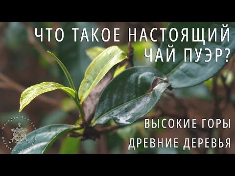 ЧТО ТАКОЕ НАСТОЯЩИЙ ЧАЙ ПУЭР? Ч.1: Растение, Терруар. Фильм Про Чай Пуэр. Путешествие по китаю.