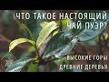 ЧТО ТАКОЕ НАСТОЯЩИЙ ЧАЙ ПУЭР? Ч.1: Растение, Терруар. Фильм Про Чай Пуэр. Путешествие по китаю.