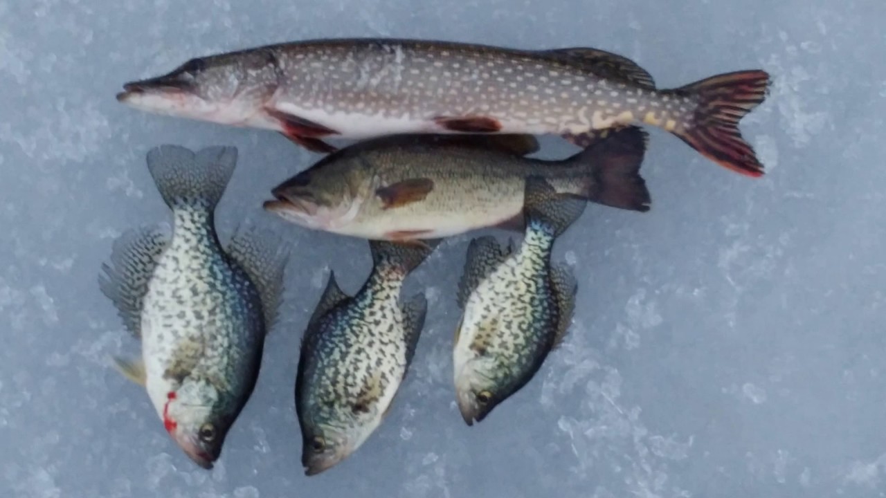 ICE FISHING DOG LAKE !!!!!!!!!!!!! part 2.more to come YouTube