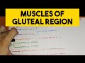 Gluteal Region - 1 | Muscles with their Nerve Supply and Action