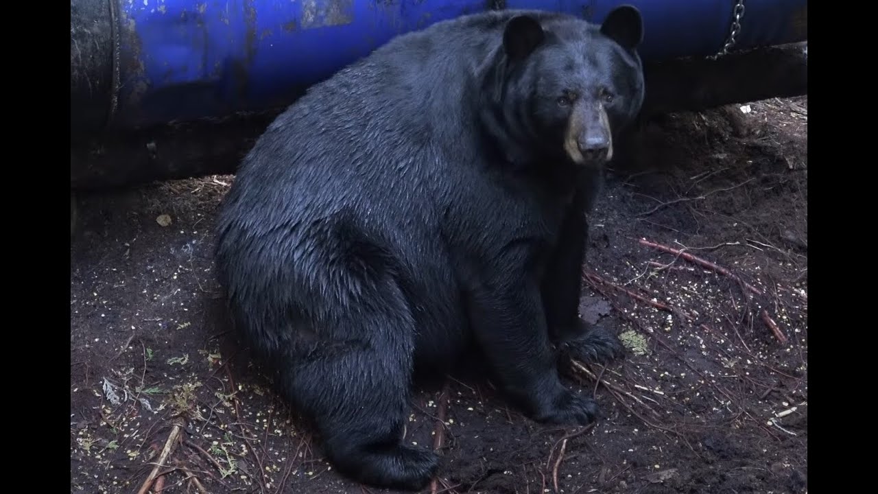 HUGE BEAR SHOT AT 10 YARDS WITH CROSSBOW YouTube