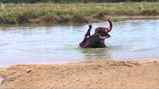 Elephant Bathing in Chitwan National Park, Nepal