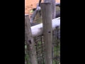 Zebra. Zebra. Zebra. Oh my god an ostrich!!!
