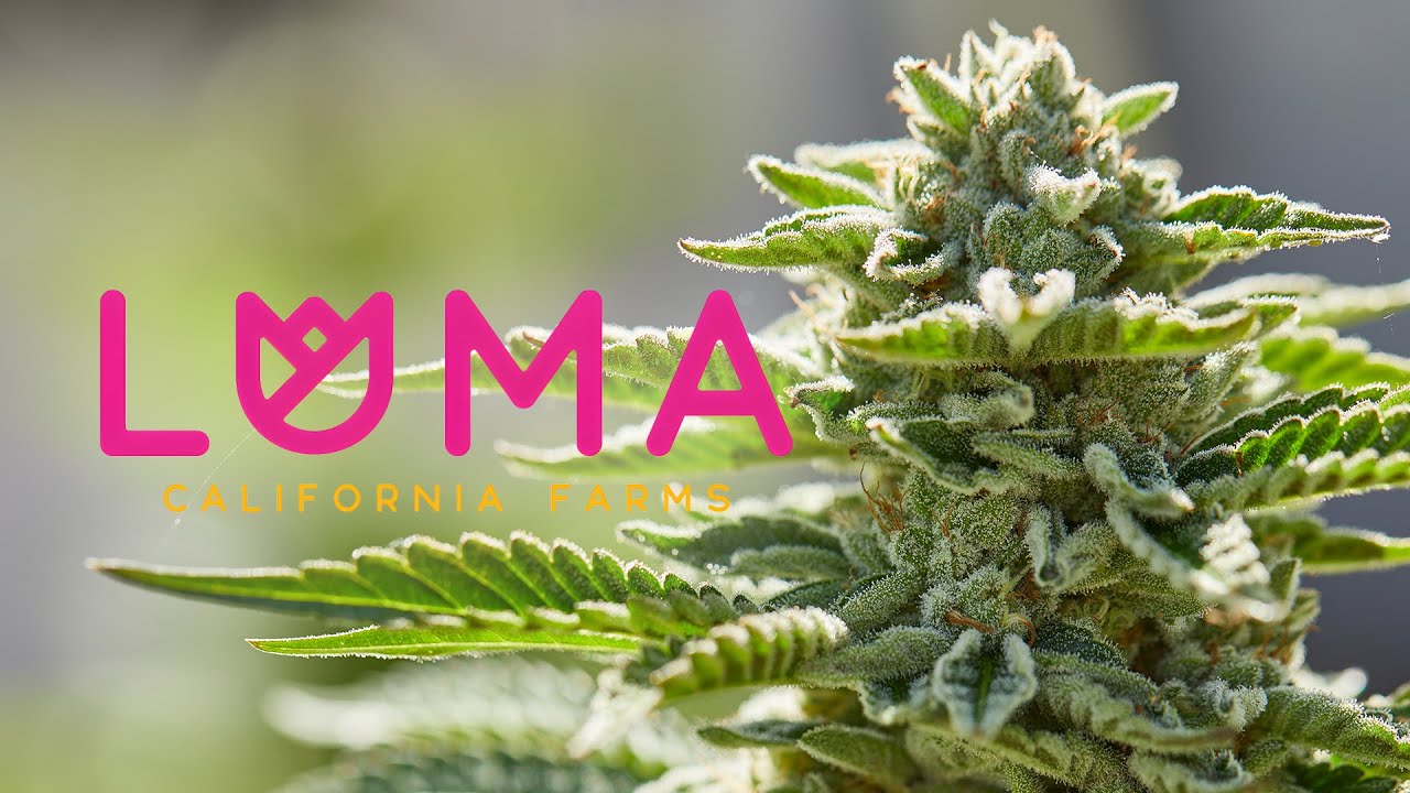 Inside Luma California's Hash Haven - A Day at the Farm