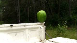 308 vs Watermelon