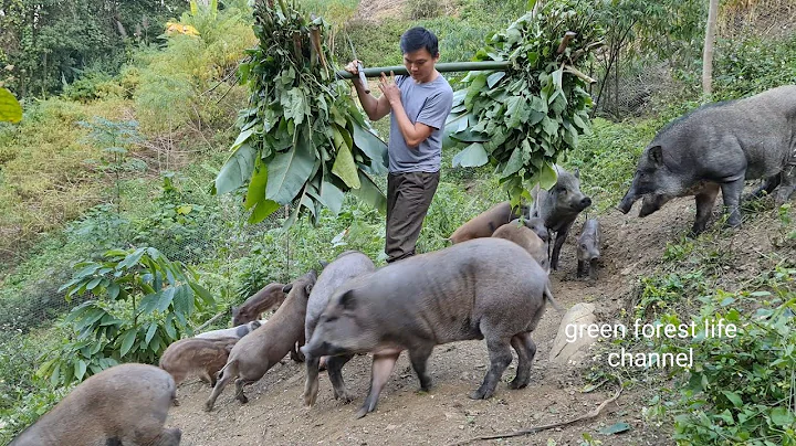 Vegetable, grass and corn party for wild boar. A b...