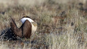 Greater Sage-Grouse Lek