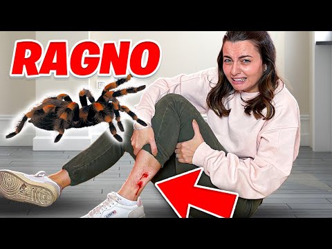 Video: Un ragno da cantina è un ragno?