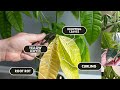 5 money tree plant problems  solutions