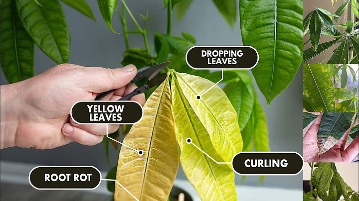 5 Money tree plant Problems & Solutions