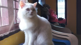 சுட்டி பூனைகள் 😻 Funny Persian Cats 😻 #cats #cat #persiancat #பூனை #tamil #funny #catvideos #love by Cat Paws 197 views 6 months ago 2 minutes, 38 seconds