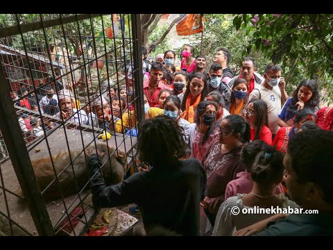 बाँदरबाट आशीर्वाद लिनेहरुको भीड - पशुपतिनाथ मन्दिर