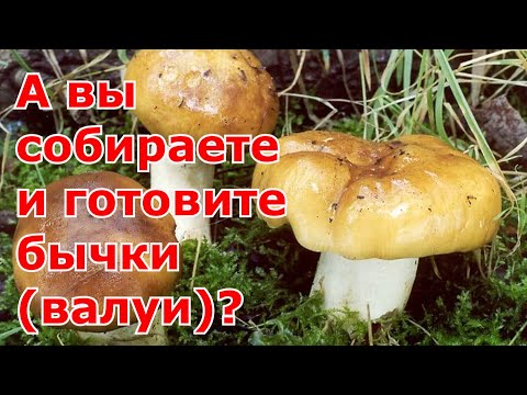 Маринованные грибы валуи (бычки) на зиму. Правила обработки. Простой рецепт в банках с 9 уксусом.