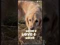 #GoldenRetriever#GoldenRetrieverLove#RetrieverLife#DogsOfYouTube#Hundevideos#CuteDogs#PetChannel