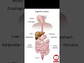 #digestive sy..🥘🤯⚕️🏥🧪❣️🩺#Gass human 🤮🤮🤢🤢💩💩#biology #viral #health #BCDU