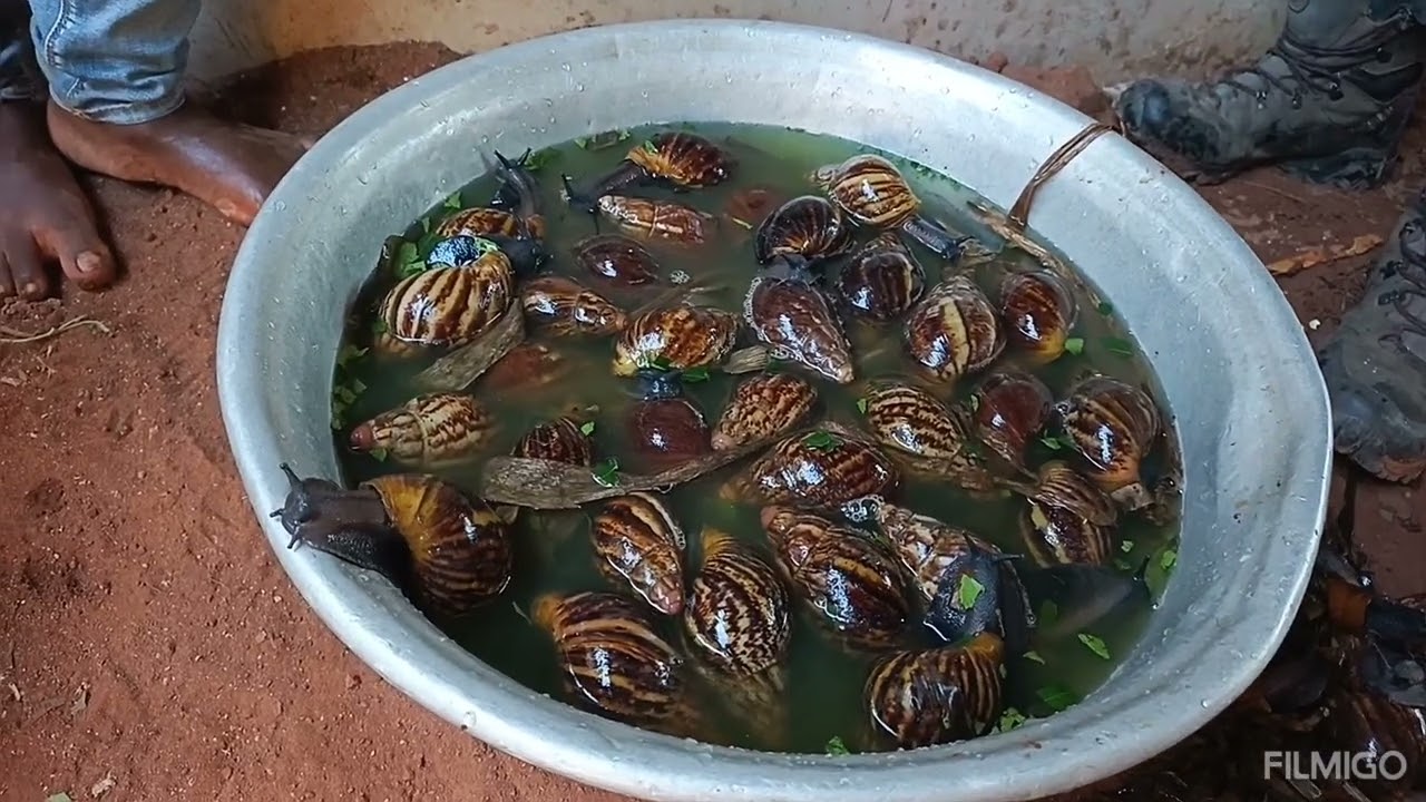 Élevage d'escargots géants d'Afrique