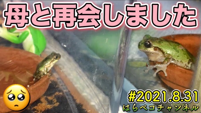 アマガエルはバッタを食べるのか検証してみた Youtube