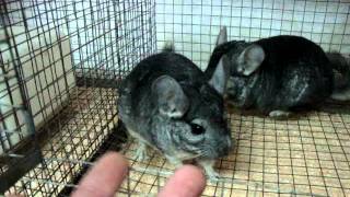 CHINCHILA21.RU Чебоксарская ферма шиншилл!!! 89093050398 CHINCHILA21.RU Чебоксарская ферма шиншилл!!! 89093050398