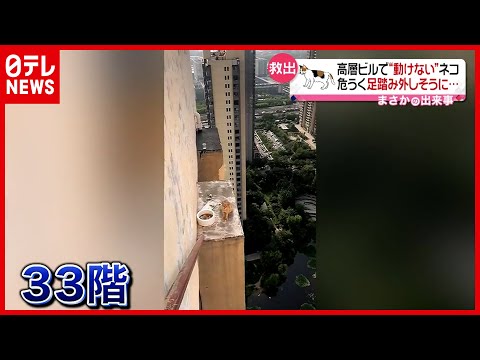 【動けない】高層ビル33階にネコ…果たして救出は 中国