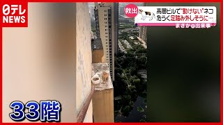 【動けない】高層ビル33階にネコ…果たして救出は　中国