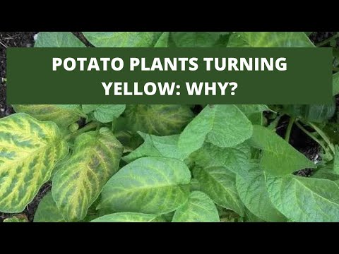 Video: Søde kartofler med gule blade - Sådan fikserer du gule blade på søde kartofler