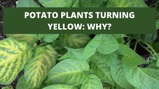 POTATO PLANTS TURNING YELLOW: WHY?